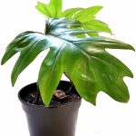 Philodendron Mayoi