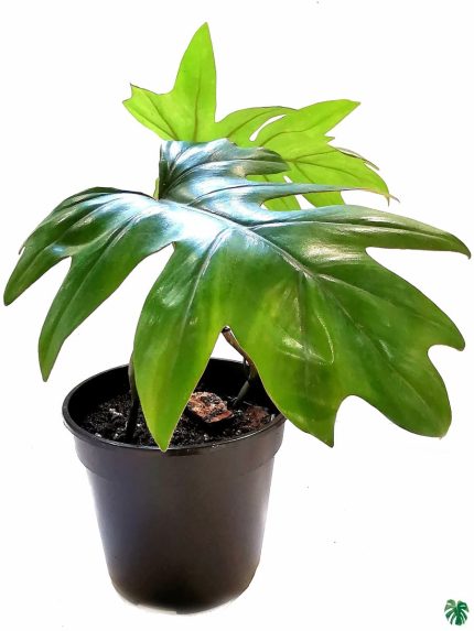 Philodendron Mayoi