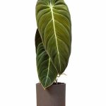Philodendron Melanochrysum