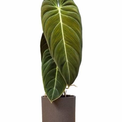Philodendron Melanochrysum