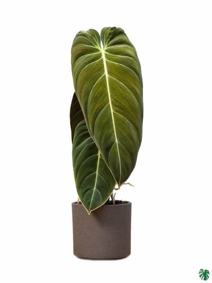 Philodendron Melanochrysum