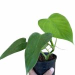 قیمت روز گل و گیاه فکوری ?