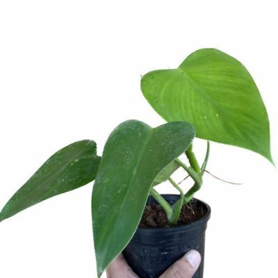 قیمت روز گل و گیاه فکوری ?