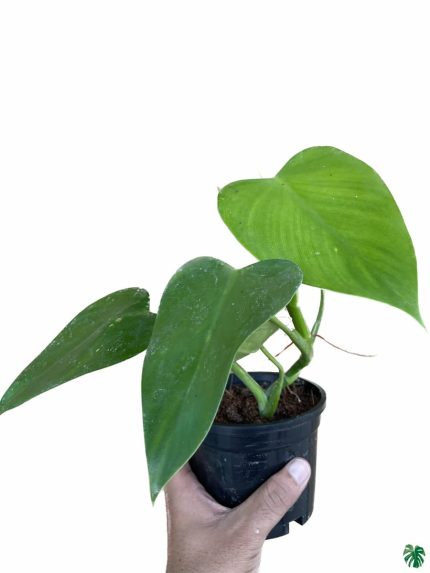 قیمت روز گل و گیاه فکوری 🌿