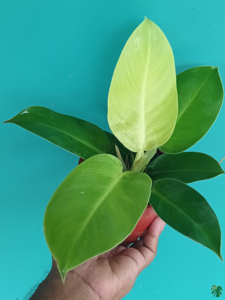 قیمت روز گل و گیاه شهریار 🌸🌿