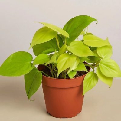 Philodendron Neon Velvet