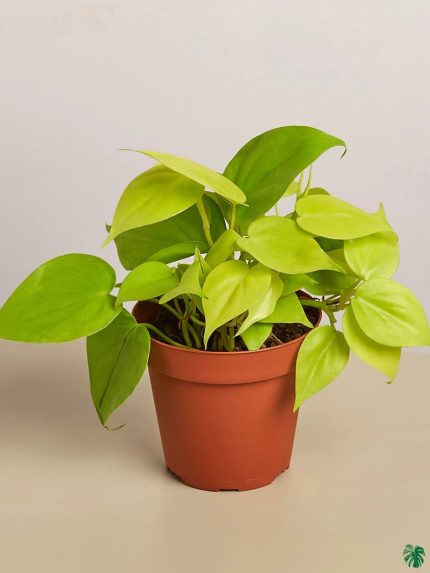 Philodendron Neon Velvet