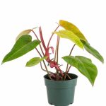 Philodendron Painted Lady