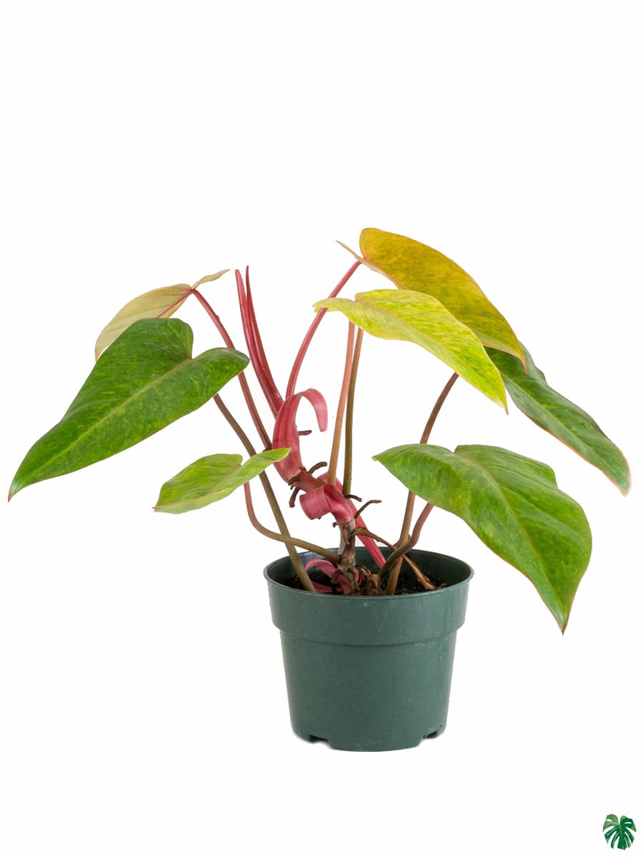 Philodendron Painted Lady