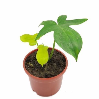 Philodendron Pedatum Laciniatum