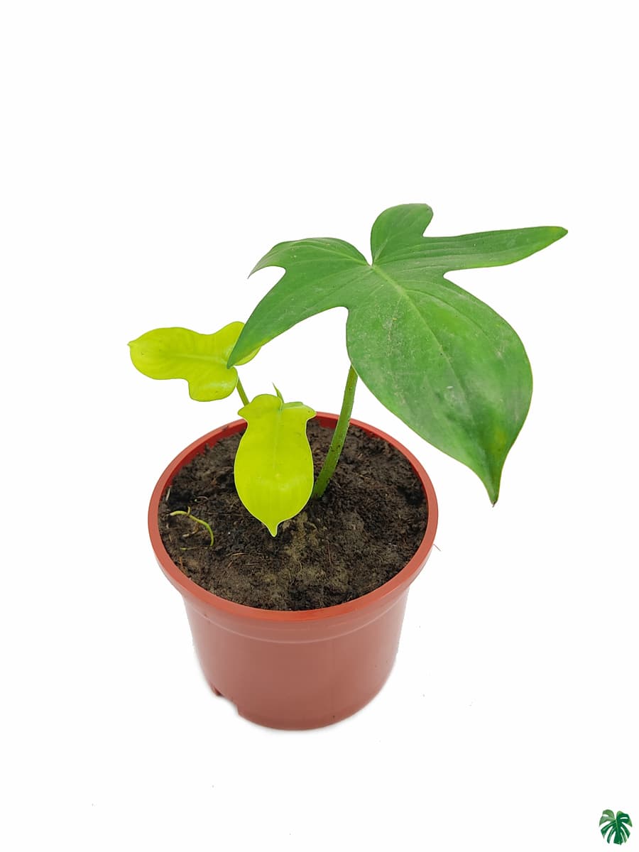 Philodendron Pedatum Laciniatum