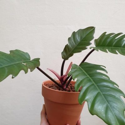 Philodendron Pluto