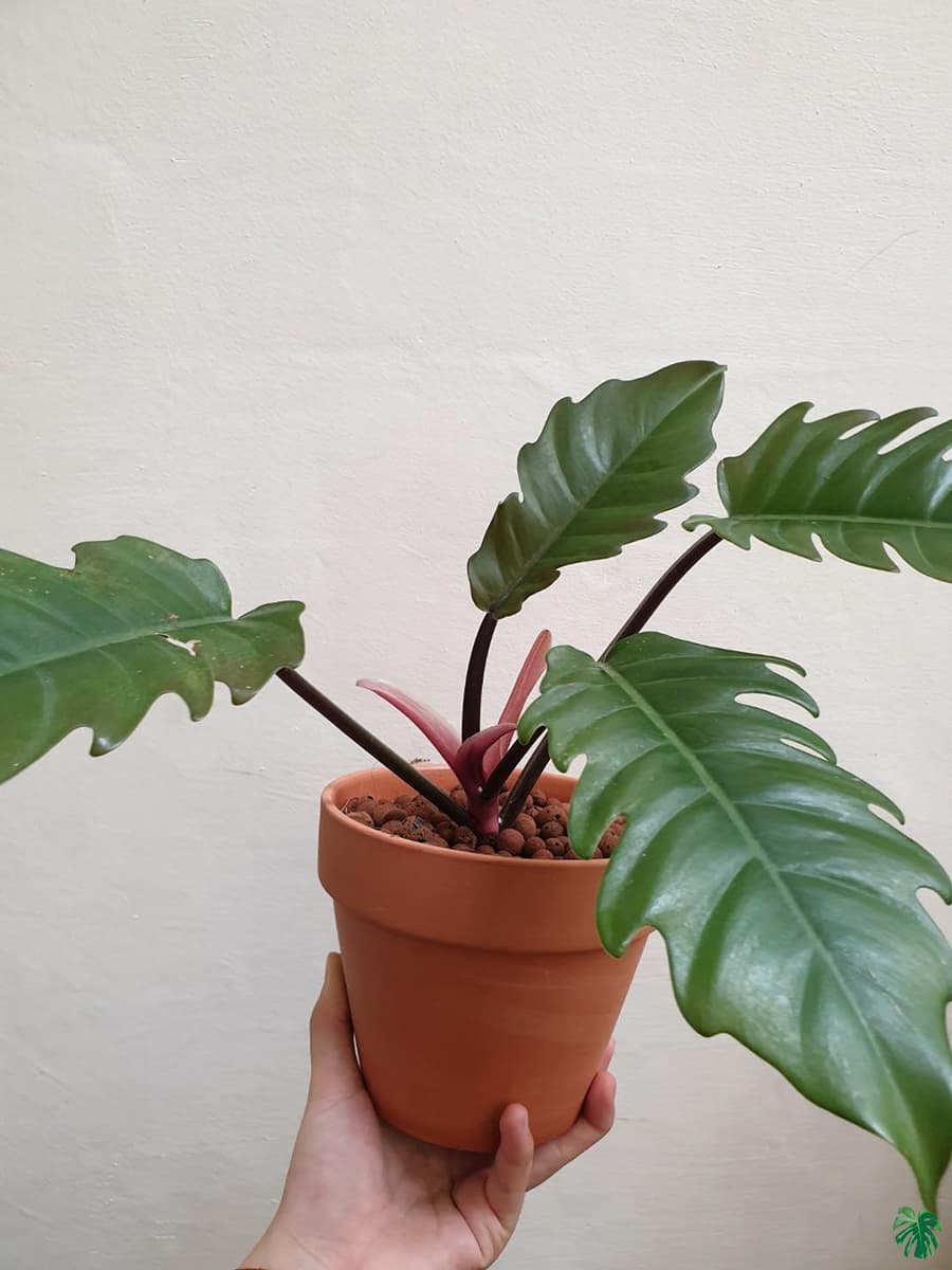 Philodendron Pluto