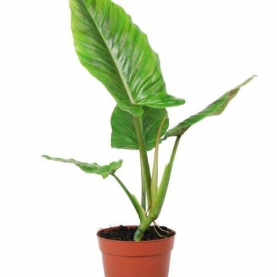 Philodendron Subhastatum