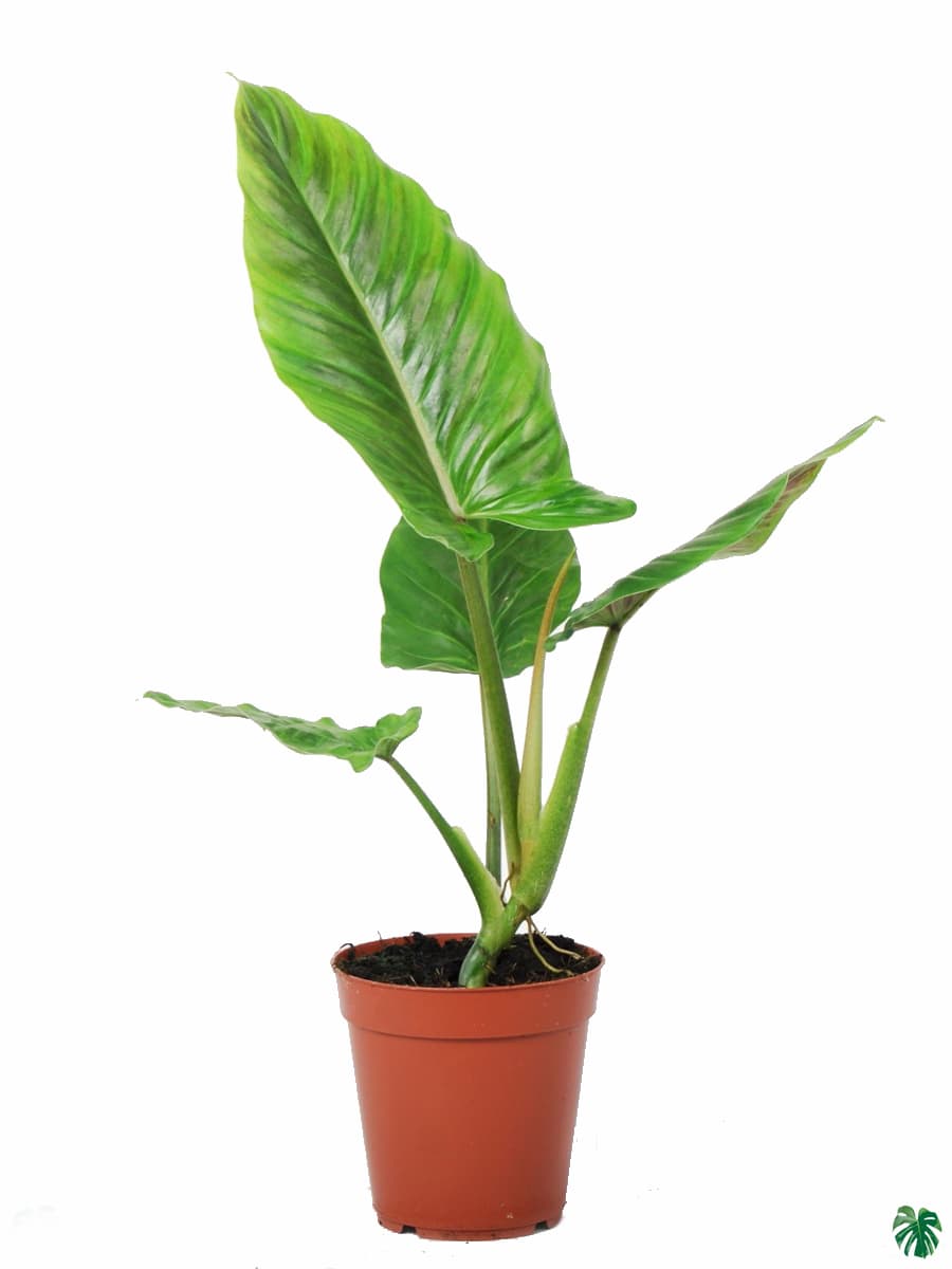 Philodendron Subhastatum