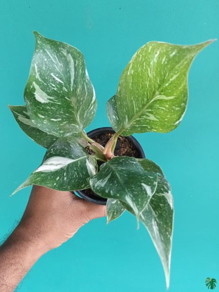 قیمت روز تزیین گل طبیعی 🌸🌼