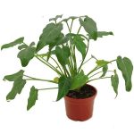 Philodendron Xanadu Green
