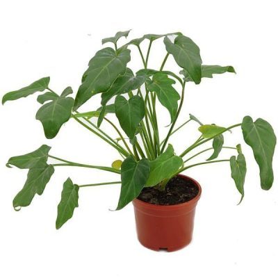 Philodendron Xanadu Green