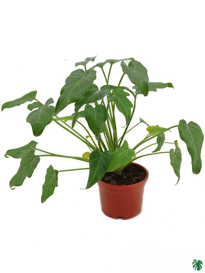 Philodendron Xanadu Green