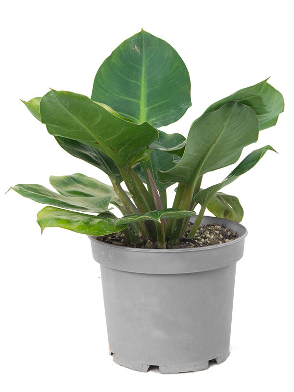 گیاه فیلودندرون (Philodendron) | ارسال امروز شیراز پالم ⚡