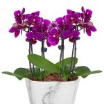Picturesque Purple Mini Orchid