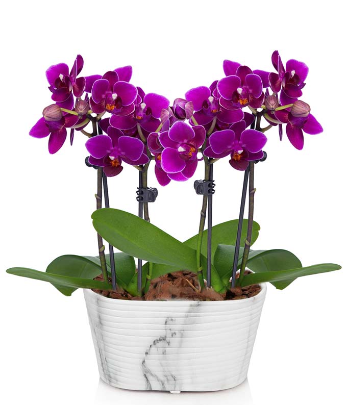 Picturesque Purple Mini Orchid