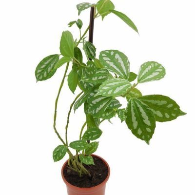 Pilea Cadierei
