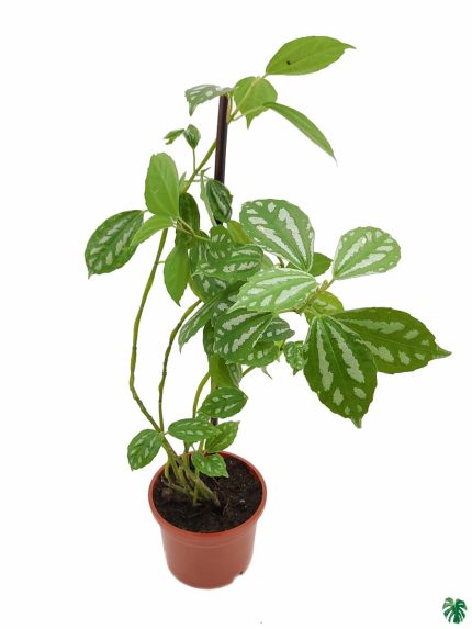 Pilea Cadierei