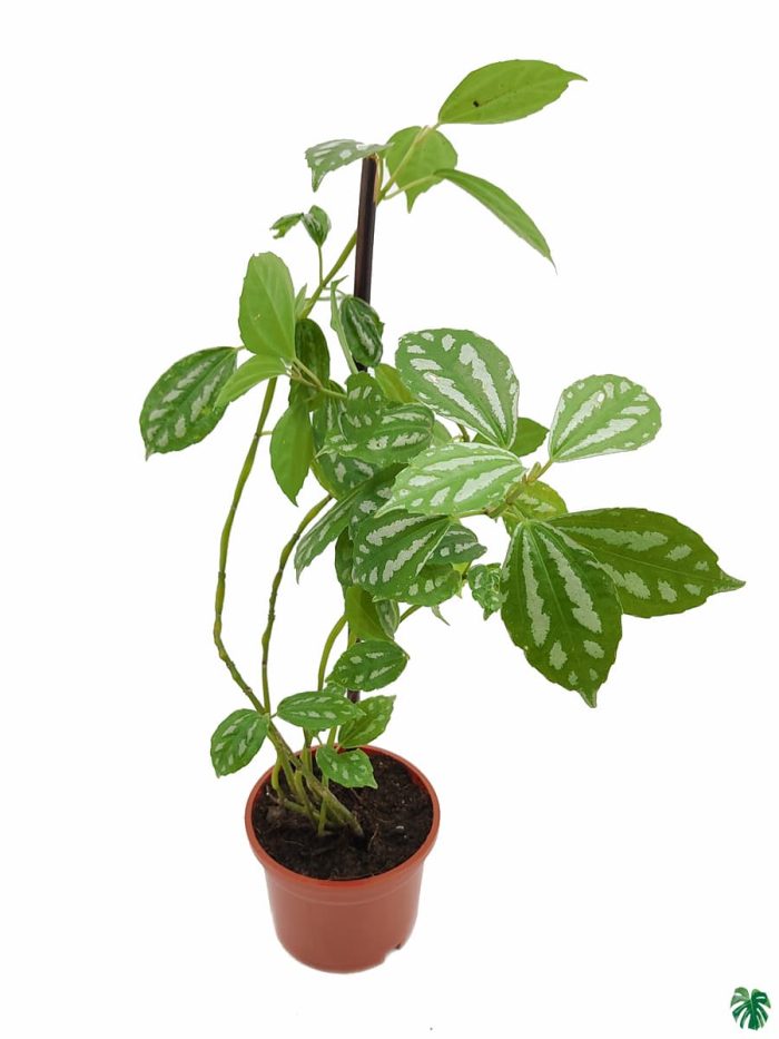 Pilea Cadierei