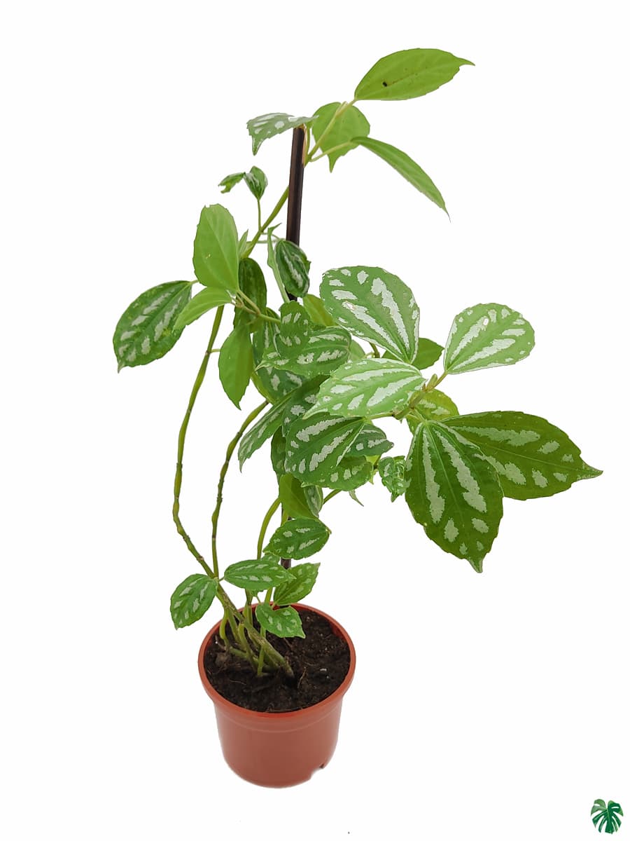 Pilea Cadierei