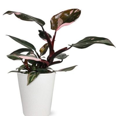 Pink Princess Potted Philodendron Plant