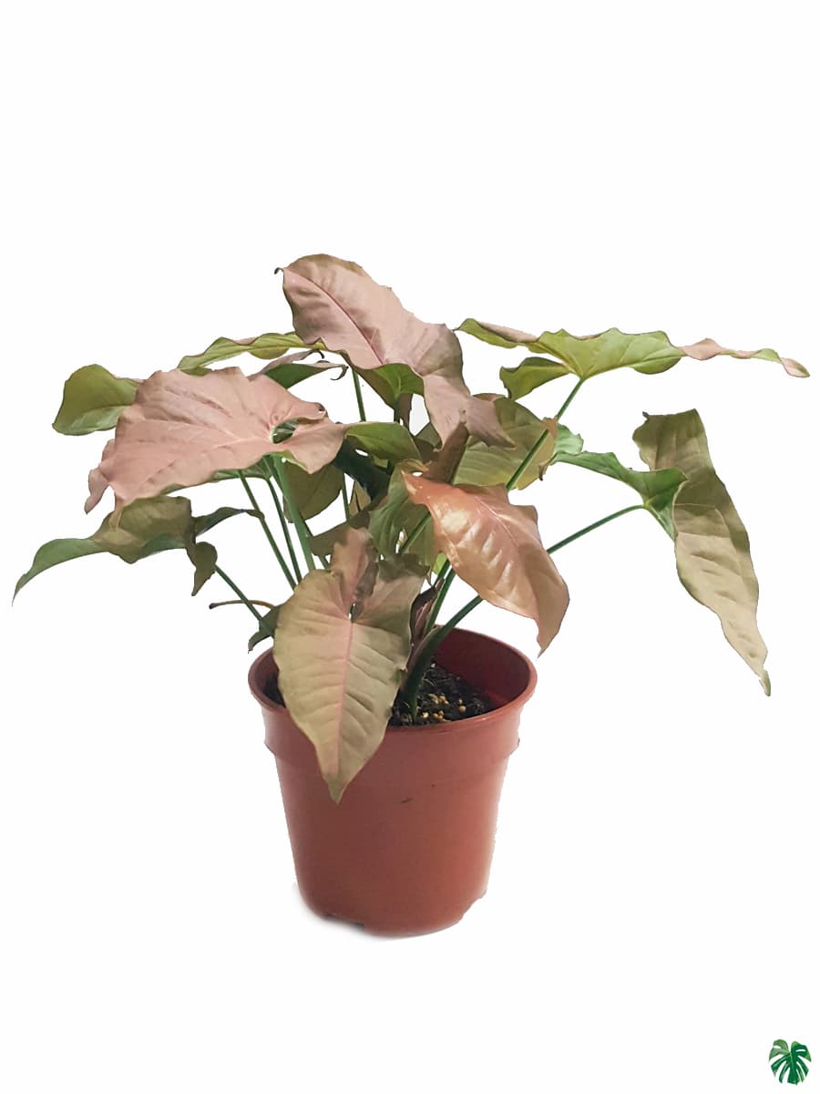 قیمت روز گل و گیاه ستاری 🌸🌿