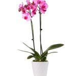 Pink Vibrance Orchid