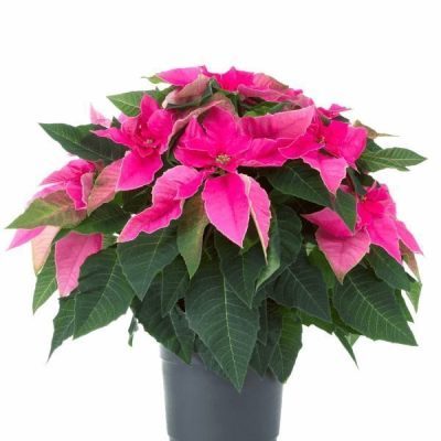 Poinsettia Pink