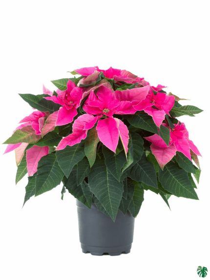 Poinsettia Pink