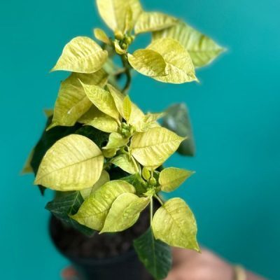 خرید گل و گلدان هدیه برای روزه‌اولی‌ها ?