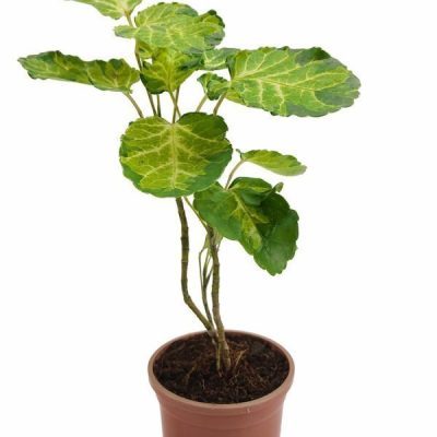 Polyscias Balfouriana Pennockii