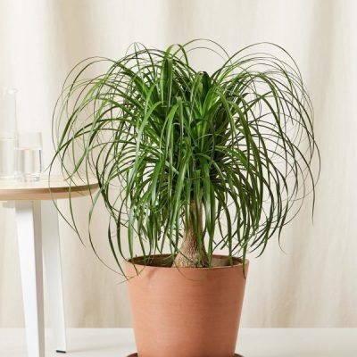 Ponytail Palm Tree