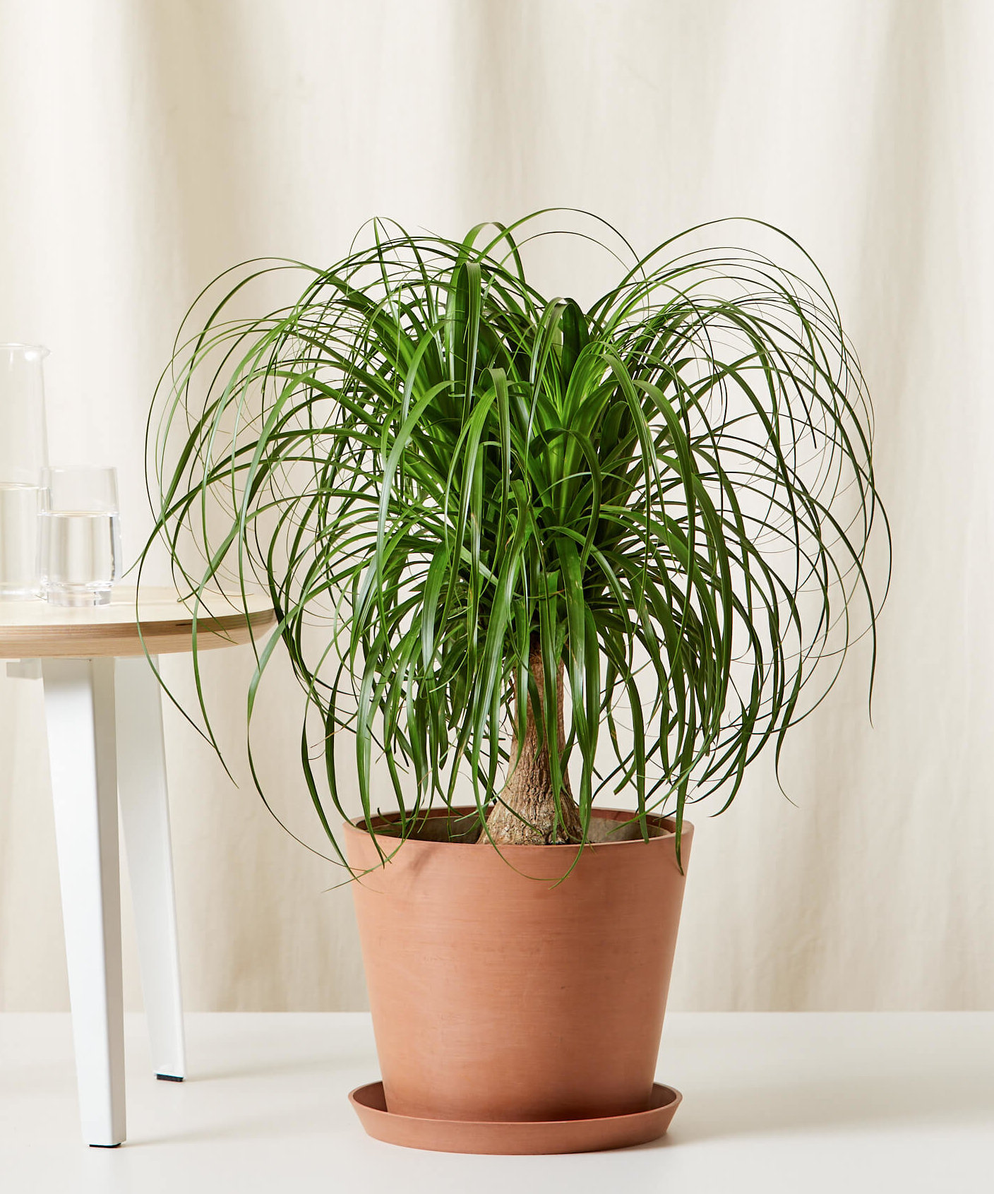 Ponytail Palm Tree