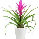 Posh Pink Tropical Bromeliad Plant
