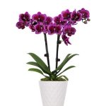 Posh Purple Orchid Plant