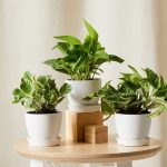 گل و گلدان طبیعی آپارتمانی در محله تهرانسر شرقی