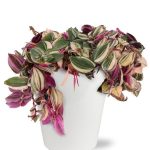 Potted Pink Tradescantia House Plant