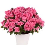 Pretty Pink Azalea House Plant