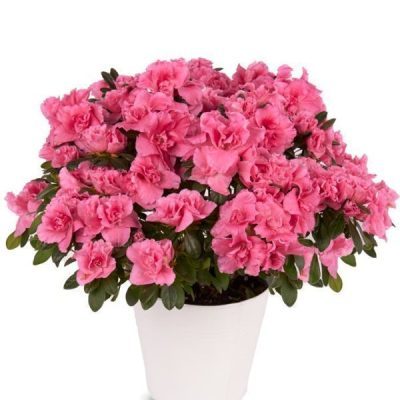 Pretty Pink Azalea House Plant