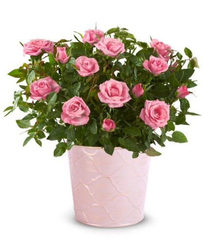 Pretty Pink Potted Rose Plant