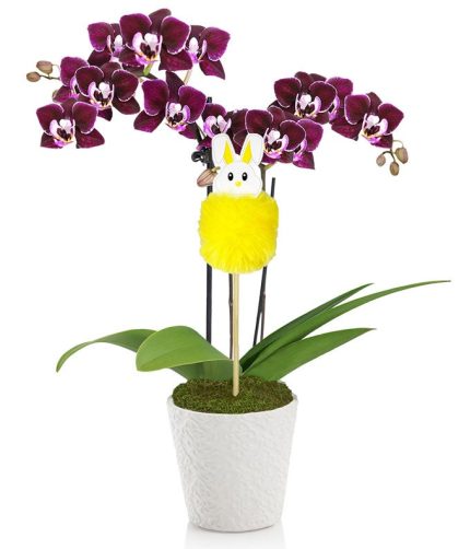 Pretty Purple Easter Orchid