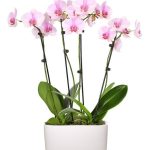 Pure Love Orchid Plant