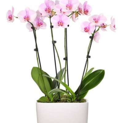 Pure Love Orchid Plant