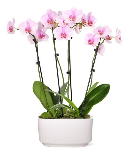 Pure Love Orchid Plant